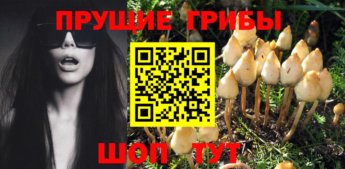Галлюциногенные грибы Psilocybe Нарткала